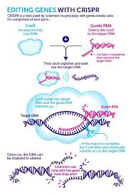 Crispr Cas9 Medical Laboratory Science Teaching Biology Laboratory Science
