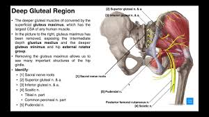 The muscles involved in hip motion are attached to the joint at these trochanters. Hip External Rotators The Deep Gluteal Muscles Youtube