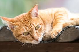 Hernia In Cats Symptoms Causes Diagnosis Treatment Recovery Management Cost
