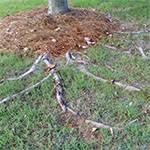 Adding topsoil to the exposed root area and overplanting with grass may help some, but this too might be short term. Lay Sod Over Exposed Tree Roots Far West Turf Farm Llc