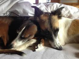 => guter 2.auf dem (klein,kleinen,kleinem) tisch steht ein (schönes,schöne,schönen) foto. Hunde Im Bett Das Problem Lumpi4 De Hundemagazin