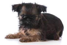 National brussels griffon rescue, inc. Brussels Griffon Dog Breed Information Griffon Dog Brussels Griffon Puppies Hypoallergenic Dog Breed