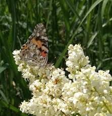 Image result for Komule střídavolisté