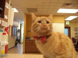 Across the country, veterinary operations have also been impacted, and veterinarians are seeking new ways to interact and help pet parents. Photo Gallery