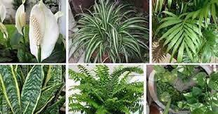 Mondorose e fiori propone un vasto assortimento di rose antiche, botaniche, inglesi e moderne rifiorenti per il giardino e per il terrazzo, belle, forti, profumate e una ricercata collezione di fiori e piante amiche delle rose tra erbacee perenni, piante mediterranee ed aromatiche per giardini sostenibili e naturali. Le Piante Da Appartamento Che Producono Piu Ossigeno E Che Depurano L Aria Rimedio Naturale