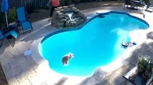 World comedy 792 views1 year ago. He Loves To Swim Watch This Bunny Belly Flop Into The Pool