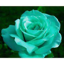 We did not find results for: Well 200x Mint Green Rose Seeds Butterflies Love Garden Flower Rare Plant Seeds Rose Seeds Plants Green Rose