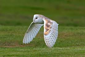 Barn Owl Explore Barn Owl Owl Owl Bird