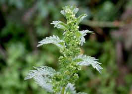 Image result for Urtica urens