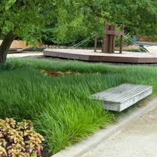 Image result for Lily Turf