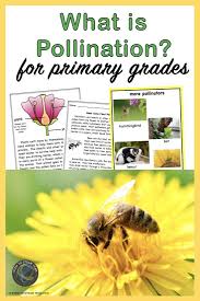 Pollination For Kids Pollination Activity Pollination Pollination Lessons