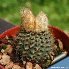 What kind of soil is best for cactus seeds? Frailea Mammifera Cactus Art Nursery