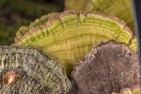 Image result for Trichaptum biforme