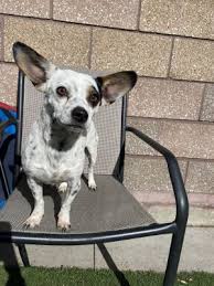 Find and adopt a pet on petfinder today. Lc94gm5 5tn Mm