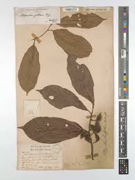 Image result for Ellipanthus