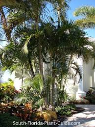 Do i need to mist my cat palm? Areca Palm