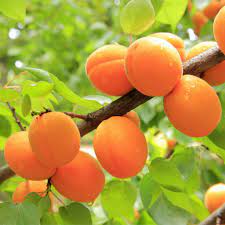 Lowering a mature tree rapidly. Apricot Tree Growing Caring For And Harvesting Juicy Apricots