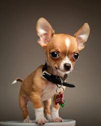 Noro The Chihuahua Cute Animals Cute Dogs Chihuahua Puppies