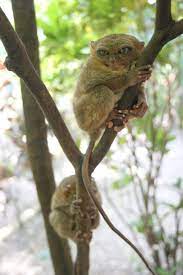 10 Animals That Deserve Their Own National Geographic Special Rare Animals Unusual Animals Weird Animals