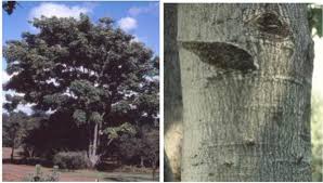 Image result for Khaya anthotheca