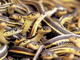 Snakes are elongated, limbless, carnivorous reptiles of the suborder serpentes /sɜːrˈpɛntiːz/. What Can 26 000 Snakes Teach Us About Climate Change Atlas Obscura