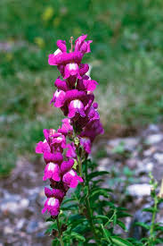 Image result for Antirrhinum