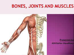 These bones are connected together and with muscles of the body to perform movements. Bones Muscles And Joints