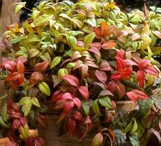 Image result for Vigna pygmaea