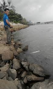Slow jigging port klang laluan kapal internasional water. Siakap Tanjung Harapan Port Klang Kelab Joran Malaysia Facebook