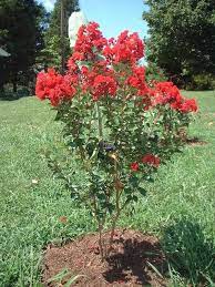 We would like to show you a description here but the site won't allow us. Dwarf Victor Crape Myrtle Crape Myrtle Guy Myrtle Tree Dwarf Trees For Landscaping Dwarf Trees