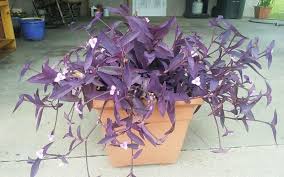 Image result for Tradescantia pallida