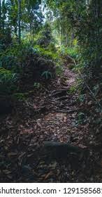 Taman rimba teluk bahang is a forest park in teluk bahang. Amazing Nature Hiking Trail Bukit Laksamana Stock Photo Edit Now 1291585681