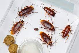 Pest control in post falls is done by only the experts. Croach 955 Innovation Way Ste B Post Falls Id Pest Control Mapquest