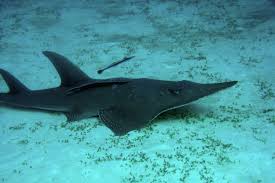 Image result for Rhynchosia pseudoviscosa