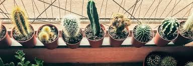 Leé esta guía completa sobre cómo cuidar cactus o suculentas. Cactus Y Plantas Crasas Consejos Y Cuidados De Las Plantas Suculentas Luminal Park