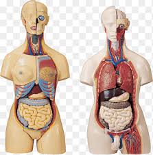 The heads of ribs 1, 10, 11, and 12 have a single facet for articulation with the bodies of the thoracic vertebrae. Rib Cage Anatomy Human Body Organ Organise Biology Human Png Pngegg