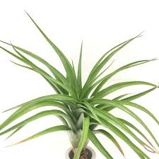 Image result for Brachychloa
