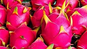 Ablog Website In 2020 Dragon Fruit Dragon Fruit Benefits How To Grow Dragon Fruit