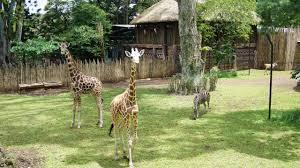 Kebun binatang di sejumlah negara menjadi sorotan dunia. Kabar Baik Berwisata Di Kebun Binatang Bandung Tidak Wajib Sertakan Surat Bebas Covid 19 Pikiran Rakyat Cirebon