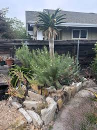 Image result for Asclepias grandirandii