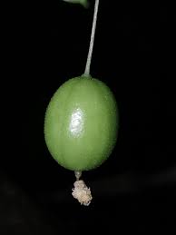 Image result for Zehneria tridactyla