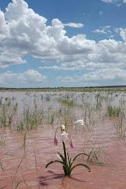 Image result for Crinum paludosum