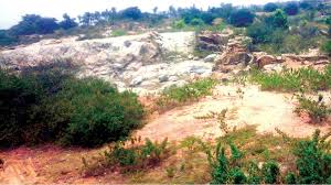 Even if the baby bettas avoid dying at the hands of their parents, they are not out of the woods yet. Baby Betta Illegal Mining Blast Mine Owner Arrested Star Of Mysore