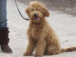 Mini Goldendoodle Wallpapers Wallpaper Cave