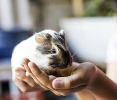 10 Reasons Why Guinea Pigs Make Great Pets