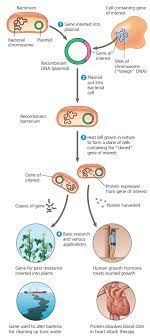 Kumpulan replika sebagian atau seluruh makromolekul (contoh, dna atau antibodi) suatu individu yang tumbuh dari satu sel somatik induknya serta memiliki identitas genetik yang sama dengan induknya klon: Kloning Dna Gen Pada Bakteri Dengan Memanfaatkan Enzim Restriksi Dan Dna Ligase Referensi Biologi