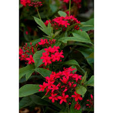 Image result for Jatropha erythropoda