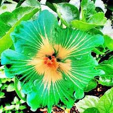 Dinnerplate Hibiscus Green Pasture 10 50 250 Or 1000 Seeds Etsy Hibiscus Tree Flower Seeds Beautiful Flowers