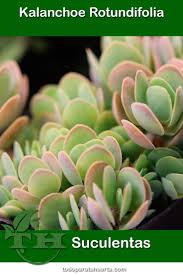 Image result for Kalanchoe rotundifolia