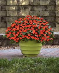 Image result for Impatiens burtonii